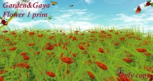 herbes coquelicot