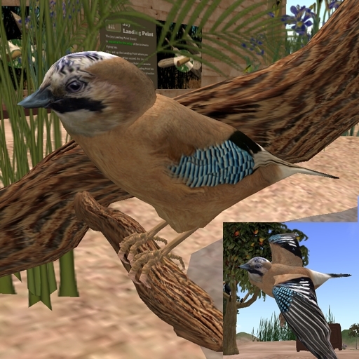 Flying Eurasian Jay (Large)
