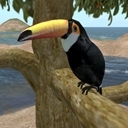 Toco Toucan