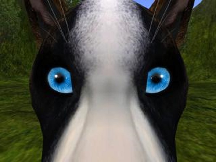 BlueSoft eye texture for twi mesh wolf