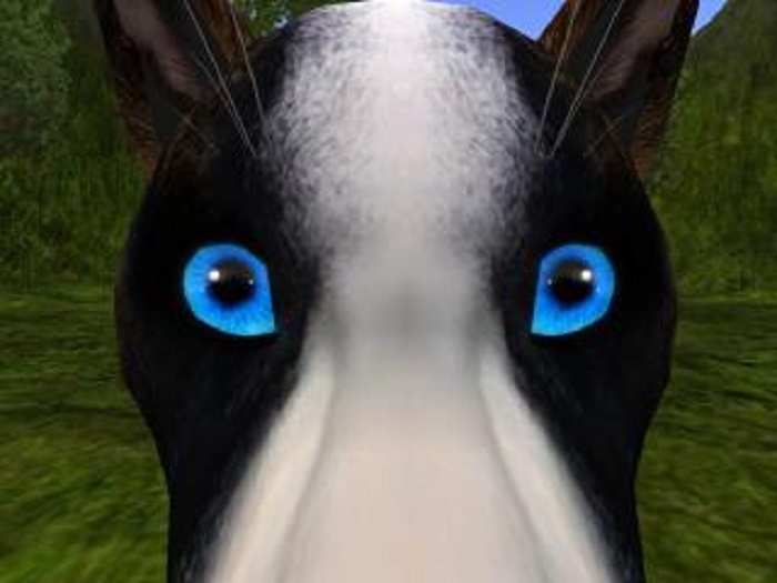 Blue eye texture for twi mesh wolf