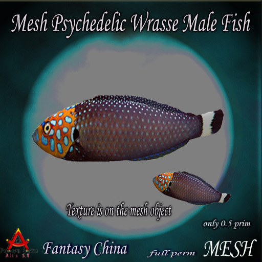 Mesh Psychedelic Wrasse Male Fish Full perm 