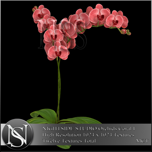 DEMO NIGHTSIDE STUDIO ORCHIDS CORAL I DEMO 