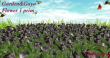 tulipes bordeaux rond