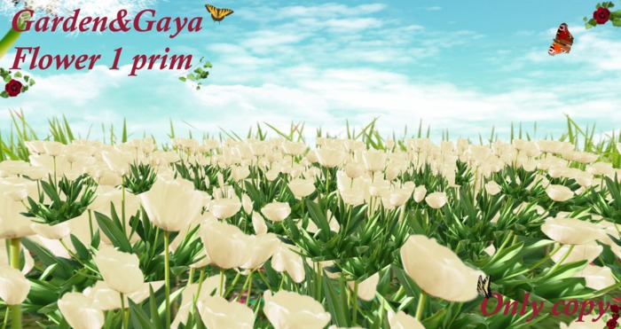 round tulip cream