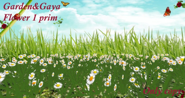 florilege paquerette