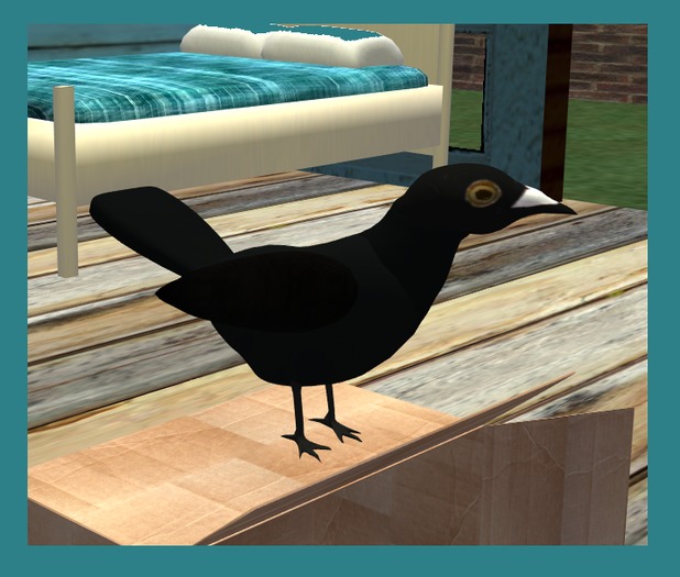 Wingsong Crow REZ Box