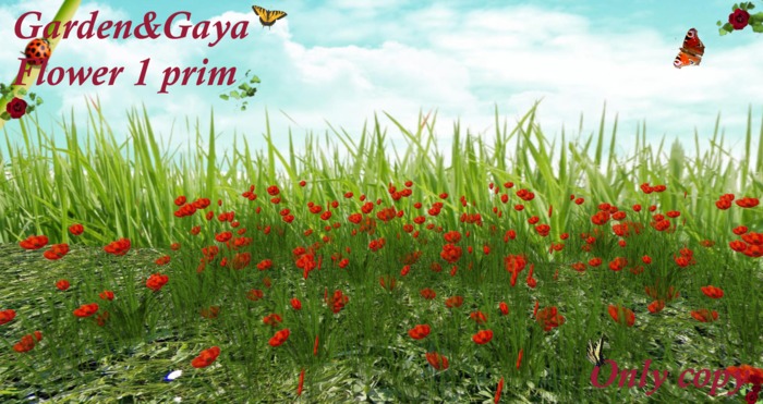 florilege coquelicot