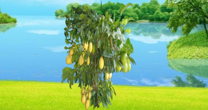 citronnier