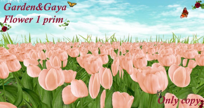 tulipes saumon rond