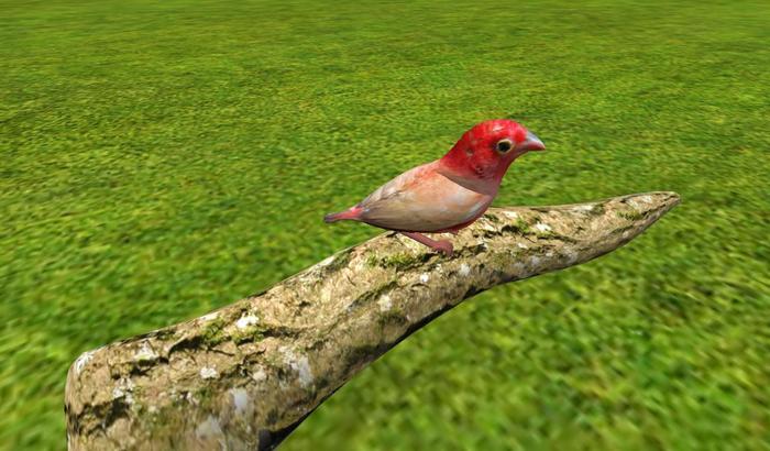 Red Billed Fire Finch (Stationary)
