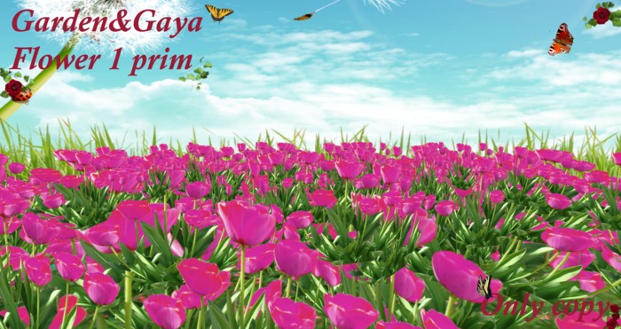 round tulip pink