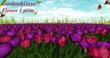 sf9 tulipes mauves roses