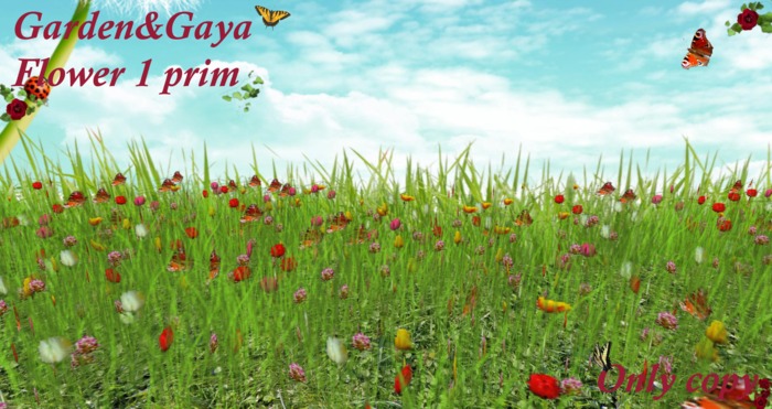 tulipes trefles