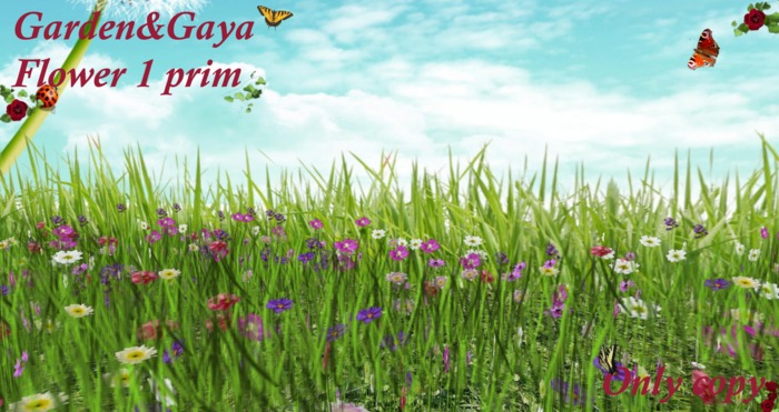 herbe herissee mauve