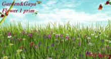 herbe herissee mauve
