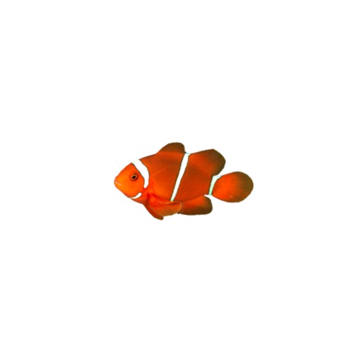 Clown Fish v3.0 M1-114