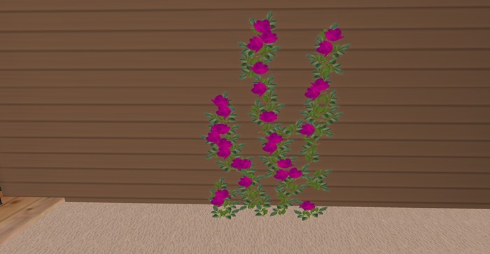 Climbing Pink  Rose 2