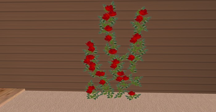 Climbing Red  Rose