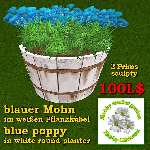 Blauer Mohnim weissen Pflanzkuebel - blue poppy in white plante