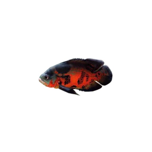 Oscar Fish v3.0 Red