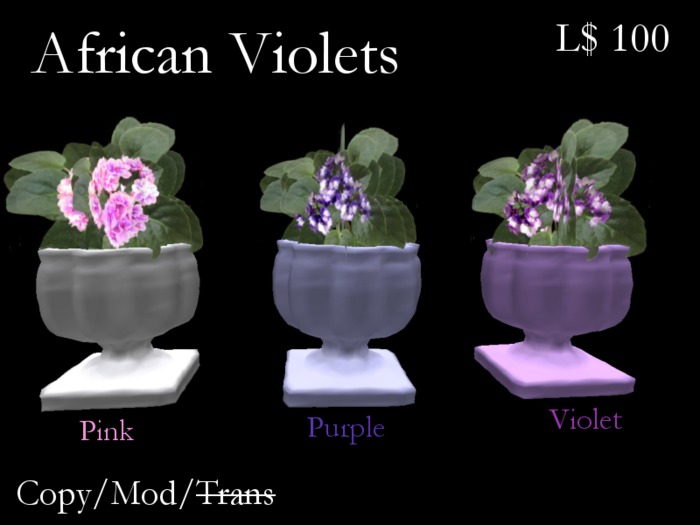 African Violet-Pink