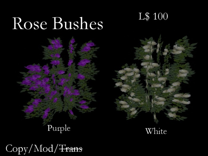 Rosebush-Purple
