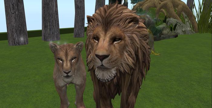 Lion & Lioness With Roar sound (boxed)