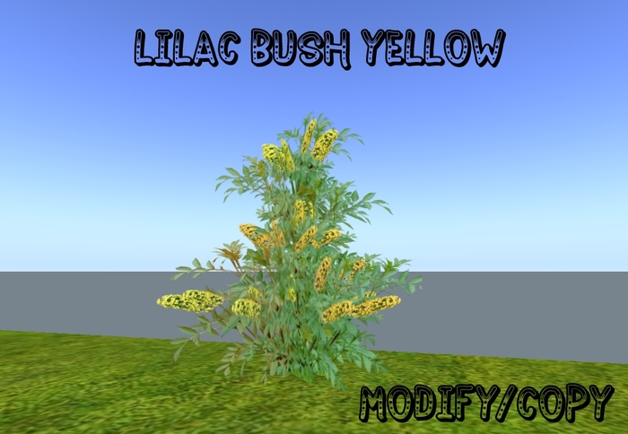 Lilac Bush Yellow (Flexi)