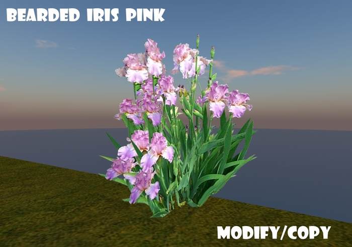 1 Prim Bearded Iris (Pink)