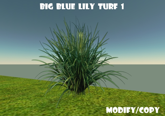 1 Prim Big Blue Lily Turf 1
