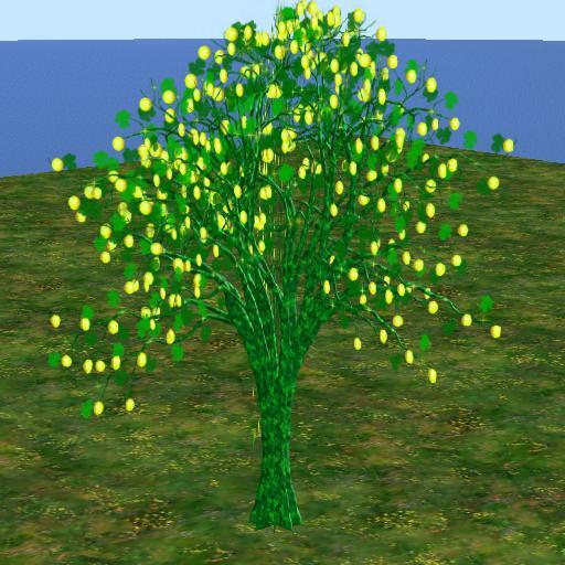 Sassy's Shamrock Tree