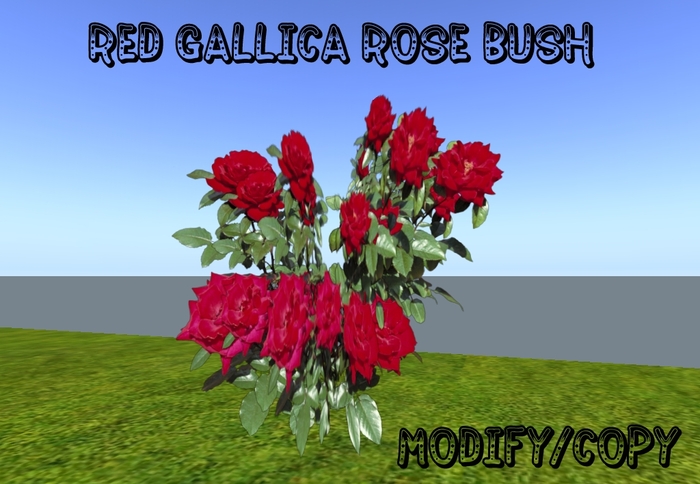 1 Prim Red Gallica Rose Bush