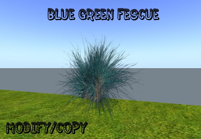 1 Prim Blue Green Fescue