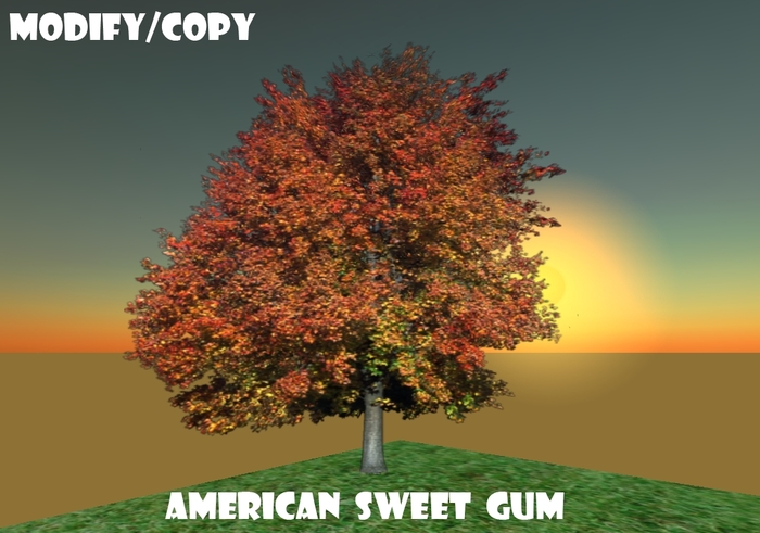 1 Prim American Sweet Gum Tree