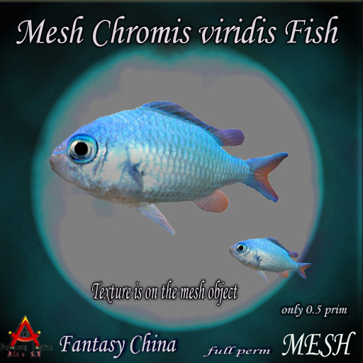 Mesh Chromis viridis Fish  Full perm 