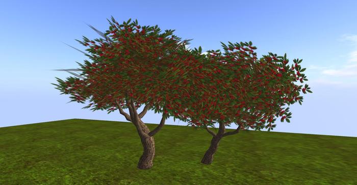 Two red berries trees