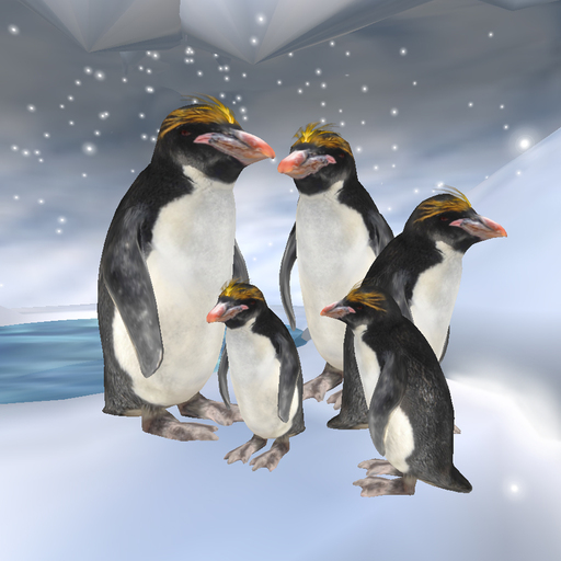 Macaroni Penguins (copy)