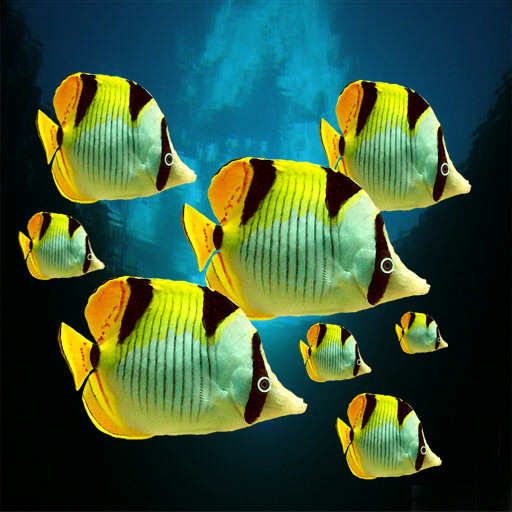 8 pacific butterfly fish