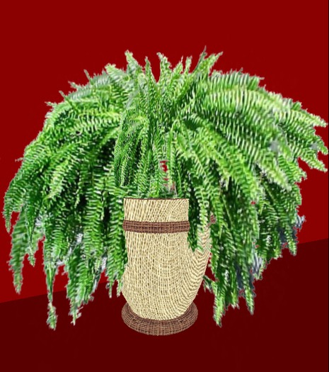 POTTED SAMAMBAIA IN RATTAN VASE 6 PRIMS