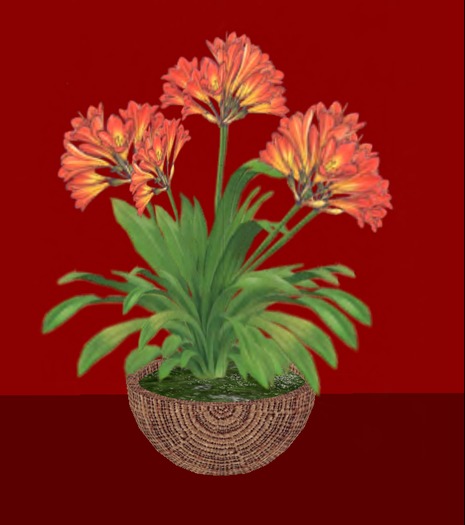 POTTED PERUVINA LILY