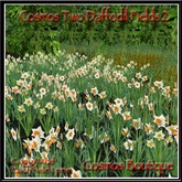 Cosmos Two Daffodil Fields 2 BOX