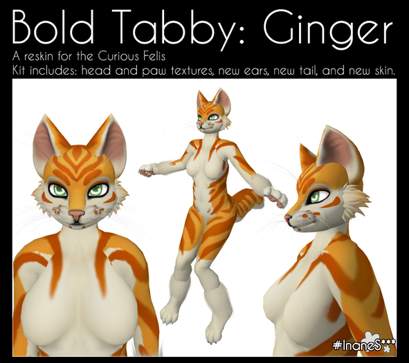 #IS*  "Ginger" Bold Tabby for Felis