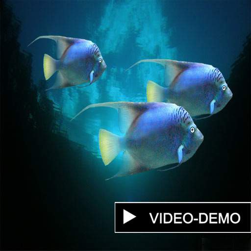 3 arabic imperator fish