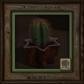 Cactus in Star Planter A