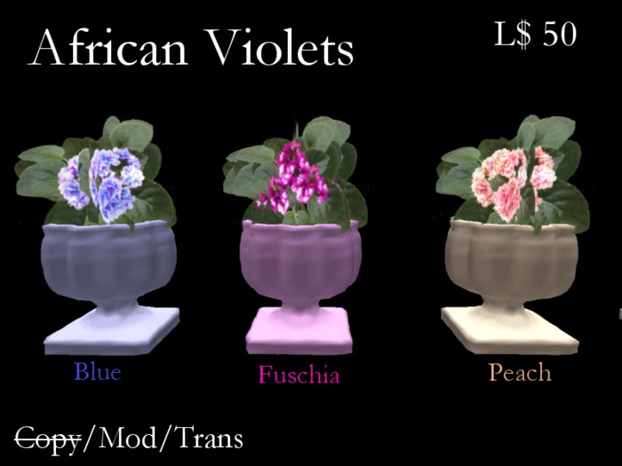 African Violet-blue
