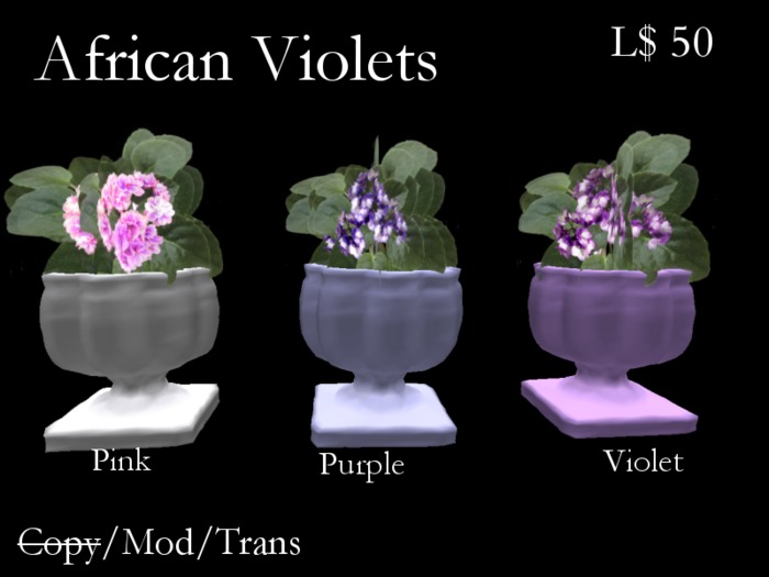African Violet-blue