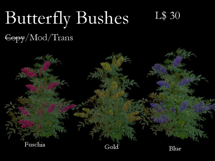 Butterfly Bush-Fuchsia (nc)