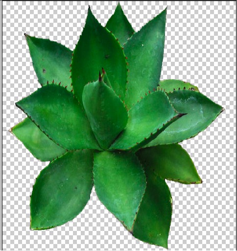 Agave #2