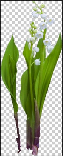 Lily of The Valley Plant